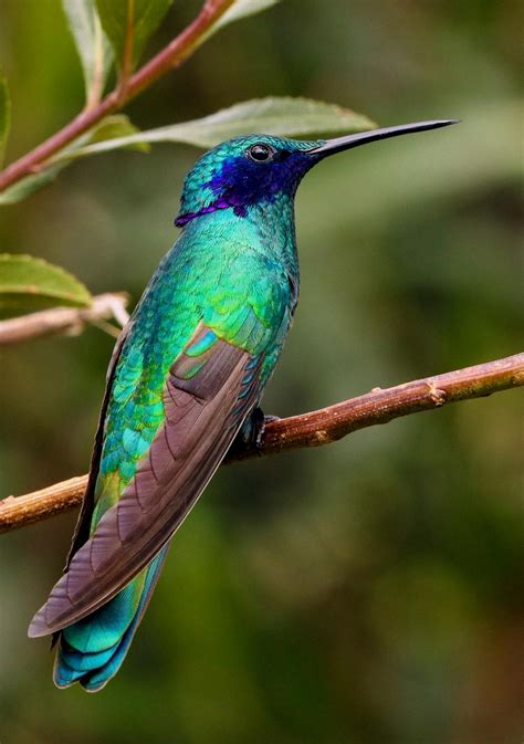 The Elusive Beauty of Rare Hummingbird Species